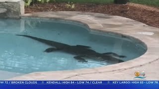 Vídeo incorporado do YouTube